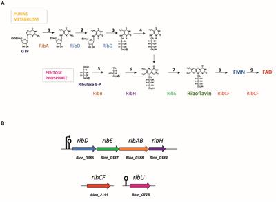 Riboflavin Biosynthesis and Overproduction by a Derivative of the Human Gut Commensal Bifidobacterium longum subsp. infantis ATCC 15697